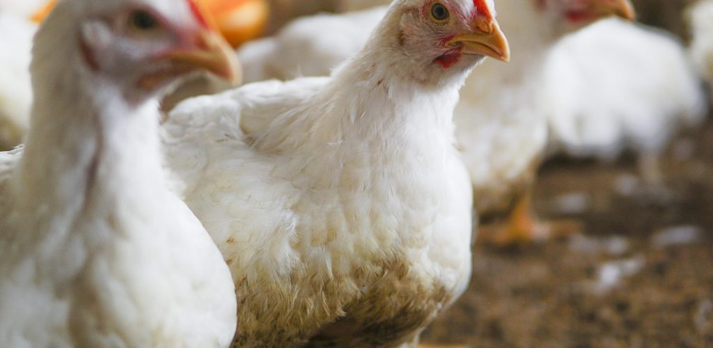 The white chicken in a farm